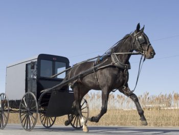 Amish Country Ohio iconic black Amish buggy with beautiful black horse