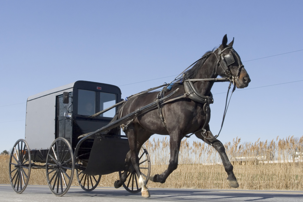 Amish Country Ohio iconic black Amish buggy with beautiful black horse