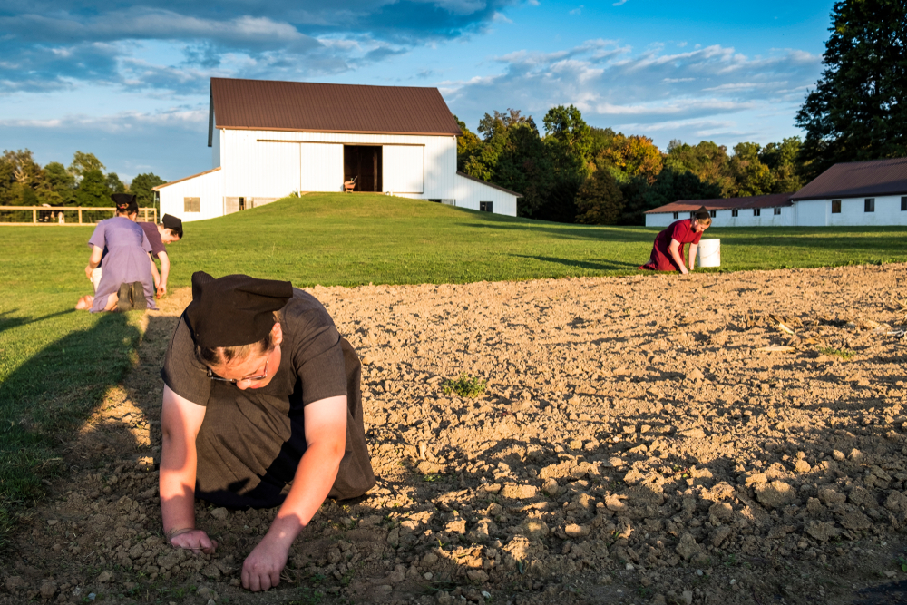 Ohio Amish Country farm with Amish woman working in soil.
