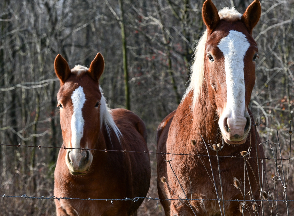 Amish Country Ohio brown horses with white faces
