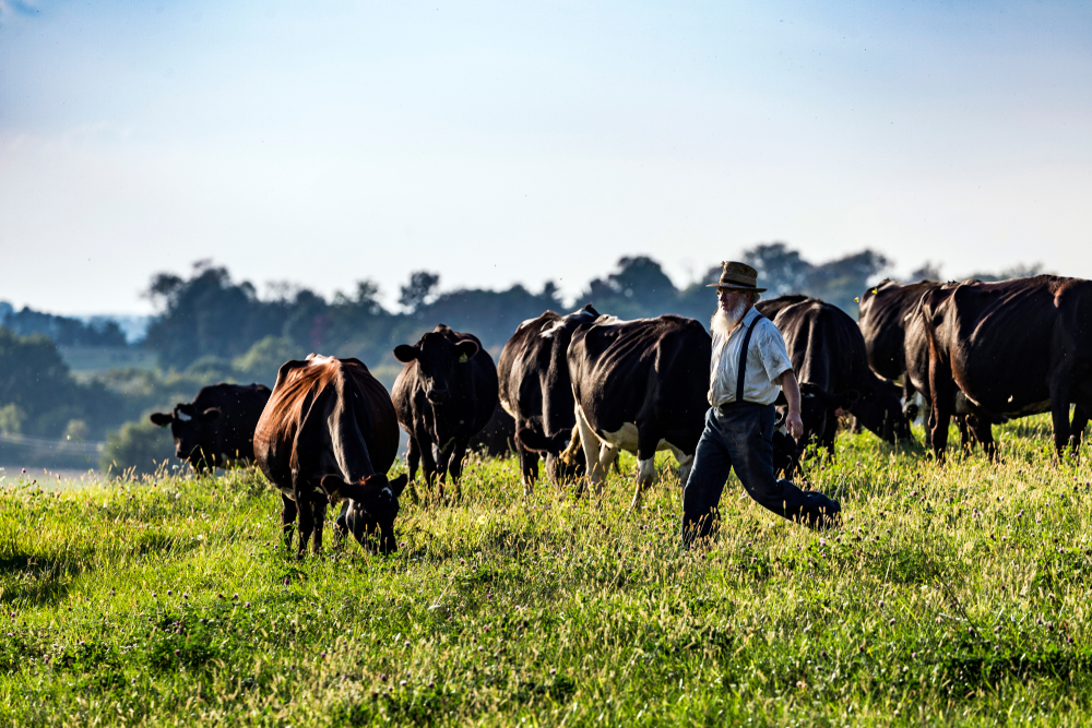 A farmer in Amish country Ohio with his cows in field.