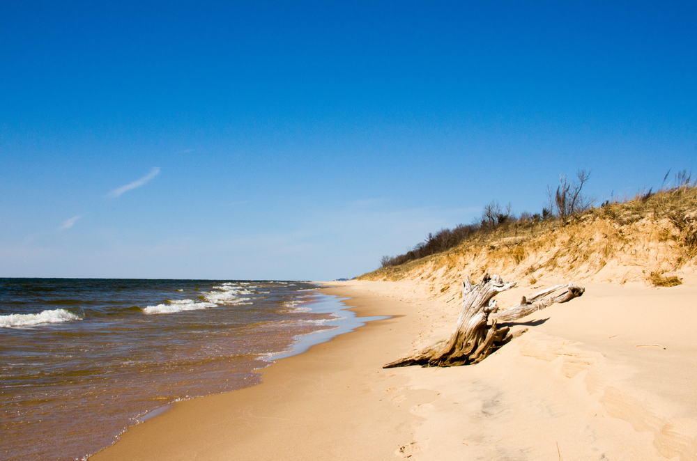 Sandy dune with driftwood at Hoffmaster State Park Beach.