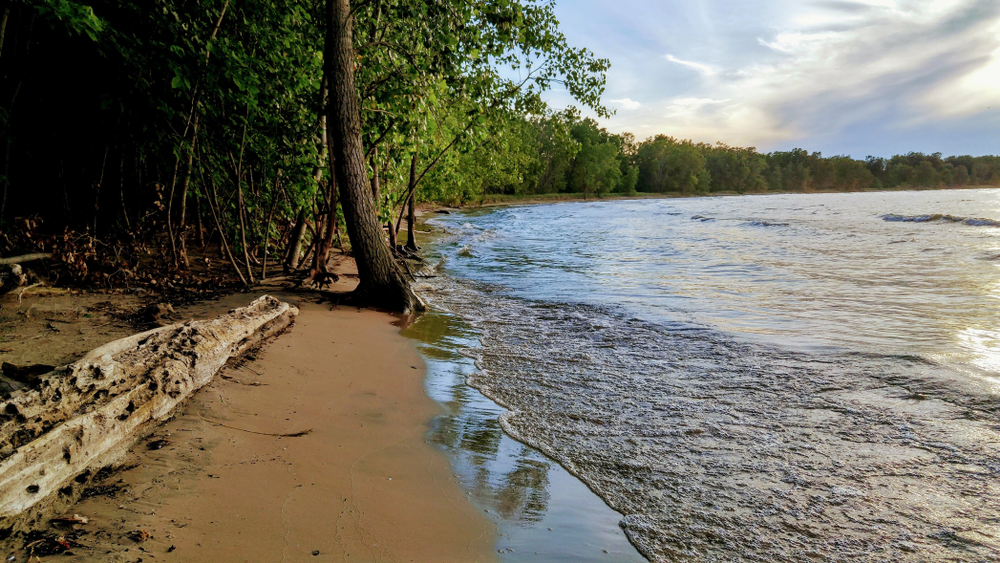 Sandy beach with large trees and driftwood on shoreline. Water lapping to shorre.