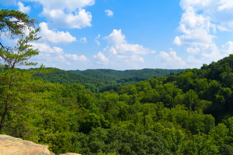 view of the tops of many green trees on Ohio hike