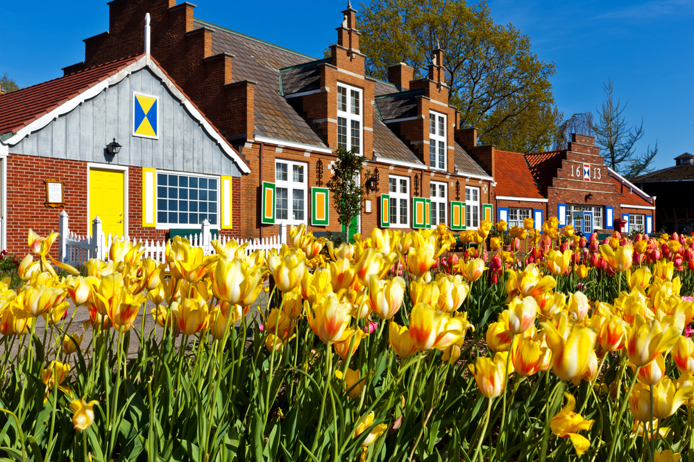 Brilliant yellow tulips in foreground with European-inspired red brick building in background in Holland MI.