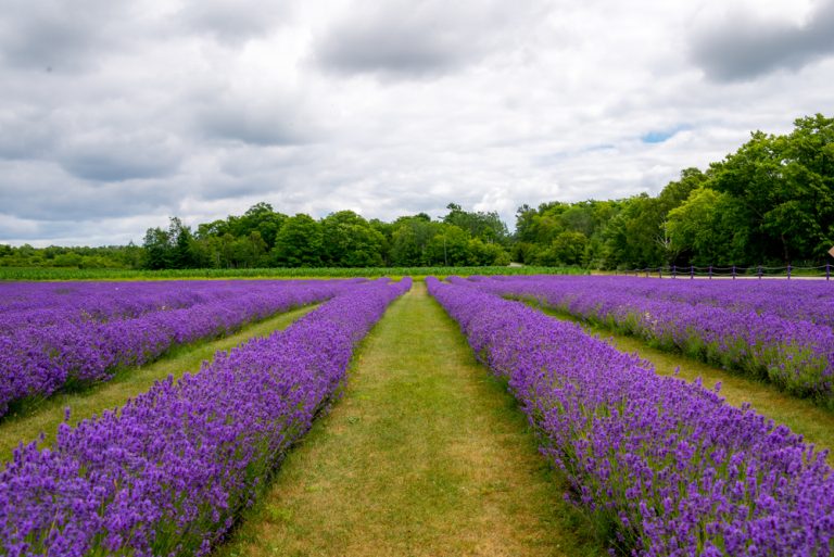 Beautiful purple lavender fields with green trees in background.