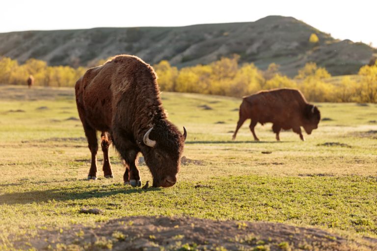 Bison at Theodore Roosevelt National Park.