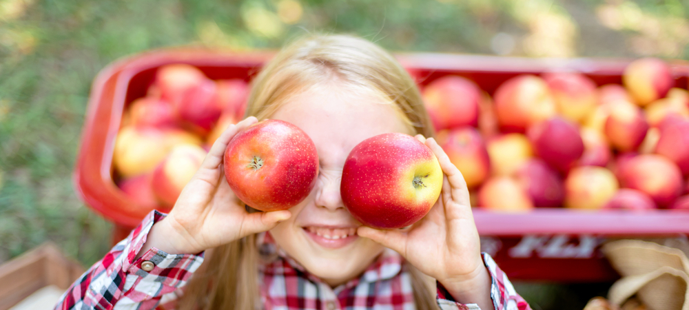 Bambina che gioca con mele rosse al frutteto di mele dell'Ohio. Mele rosse in un carro sullo sfondo.