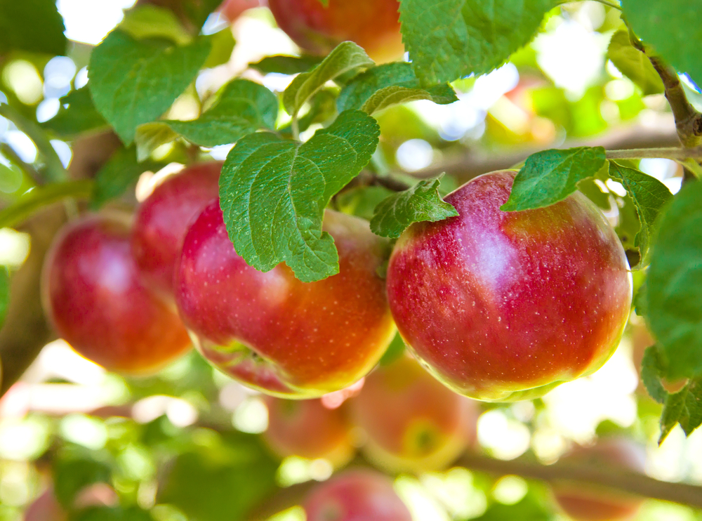 Bright red apples hanging on trees with green leaves and sunshine filtering in.