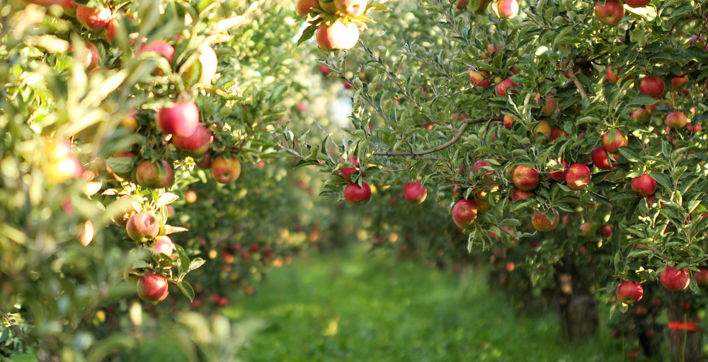 Manzanos llenos de manzanas rojas con el sol brillando. Los mejores huertos de manzanas de Ohio.