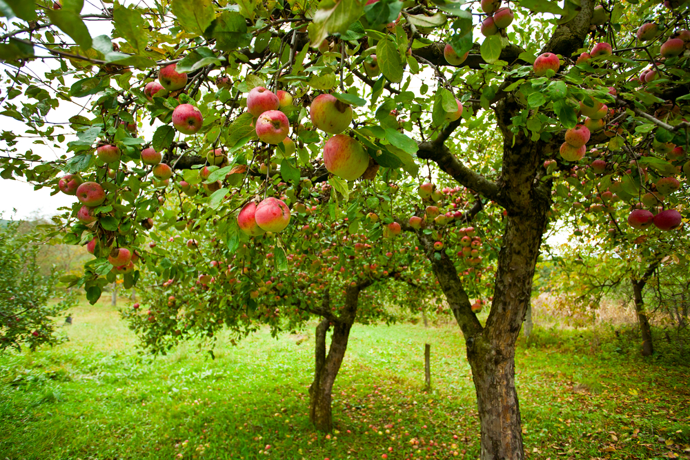 Huerto de manzanas en Ohio con árboles llenos de manzanas rojas.