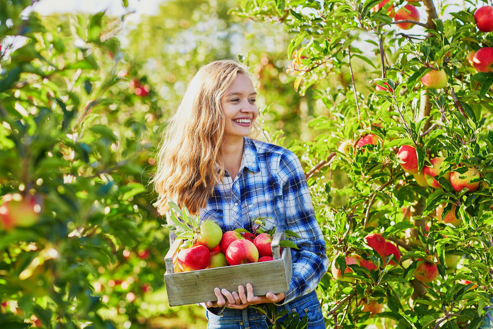 Donna bionda con camicia a quadri blu, sorridente con un cesto di mele rosse, in piedi nei frutteti dell'Ohio.