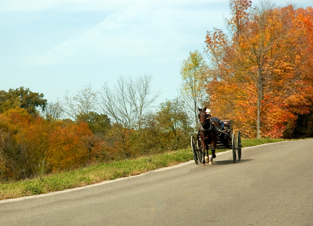 Amish man driving horse and buggy on side of road with autumnal trees behind and alongside him.