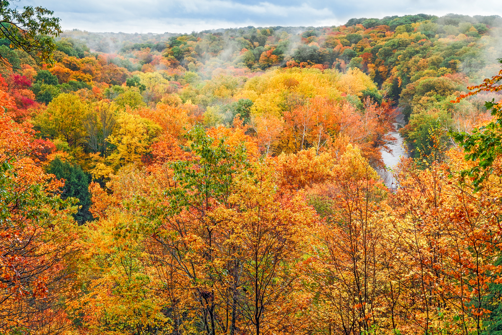 Spectacular fall colors of oranges and yellows with gently morning mist. Fall foliage in Ohio