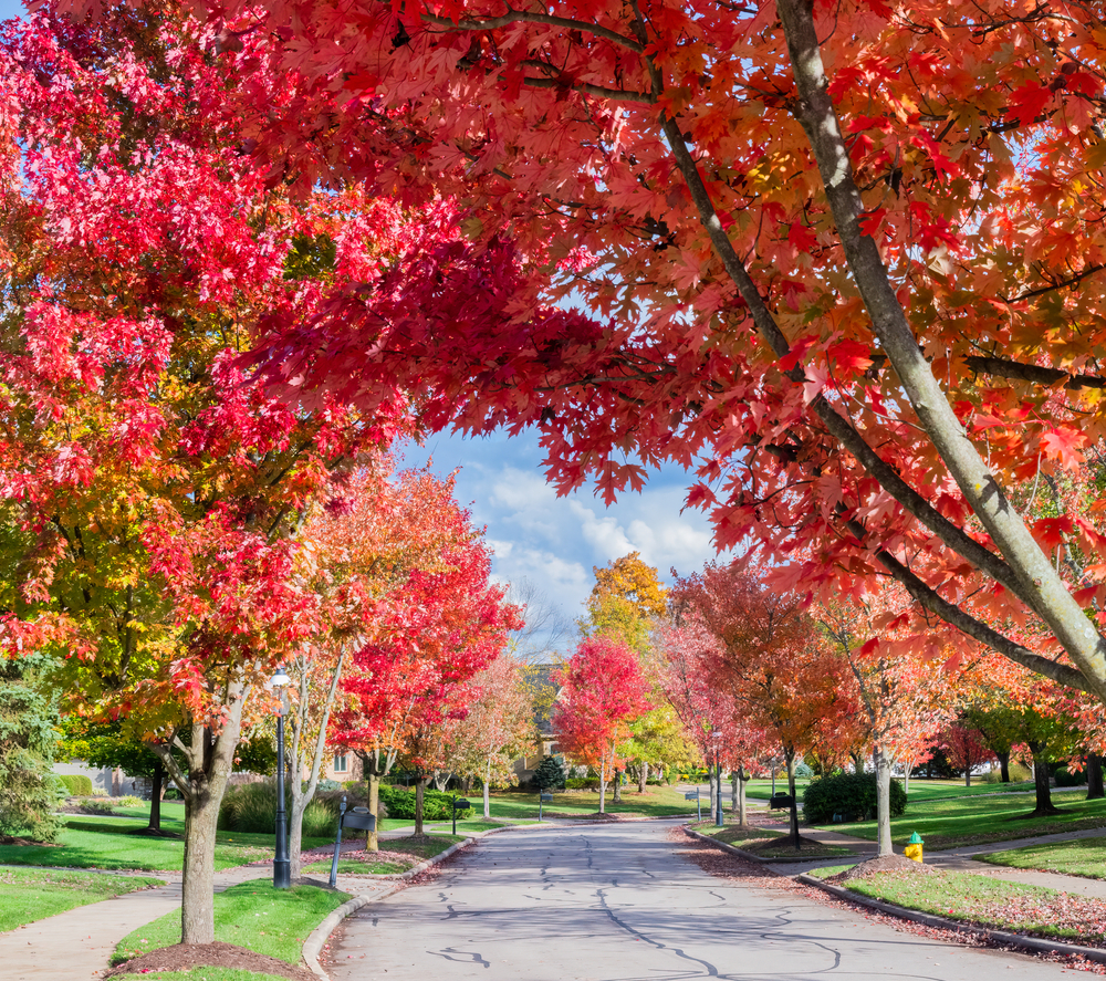 Urban street with bright red Ohio fall colors on either side of it.