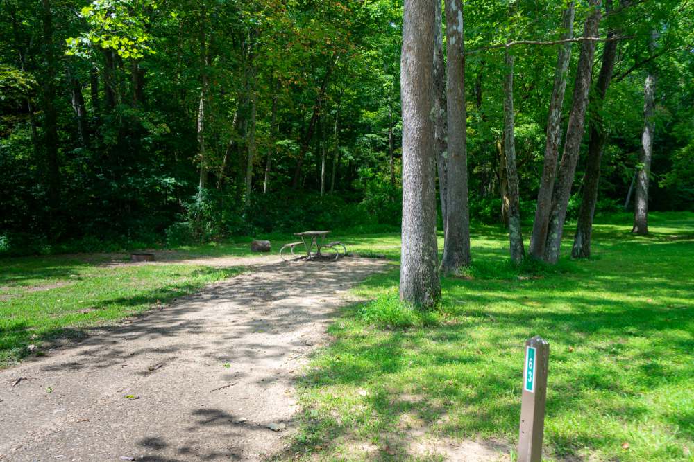 Shaded trail through green forest. A fun thing to do in Athens Ohio.