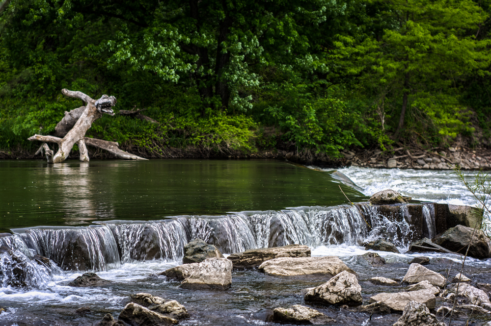 River running over a little waterfall in iowa. You are see trees in the water and some large stones. 