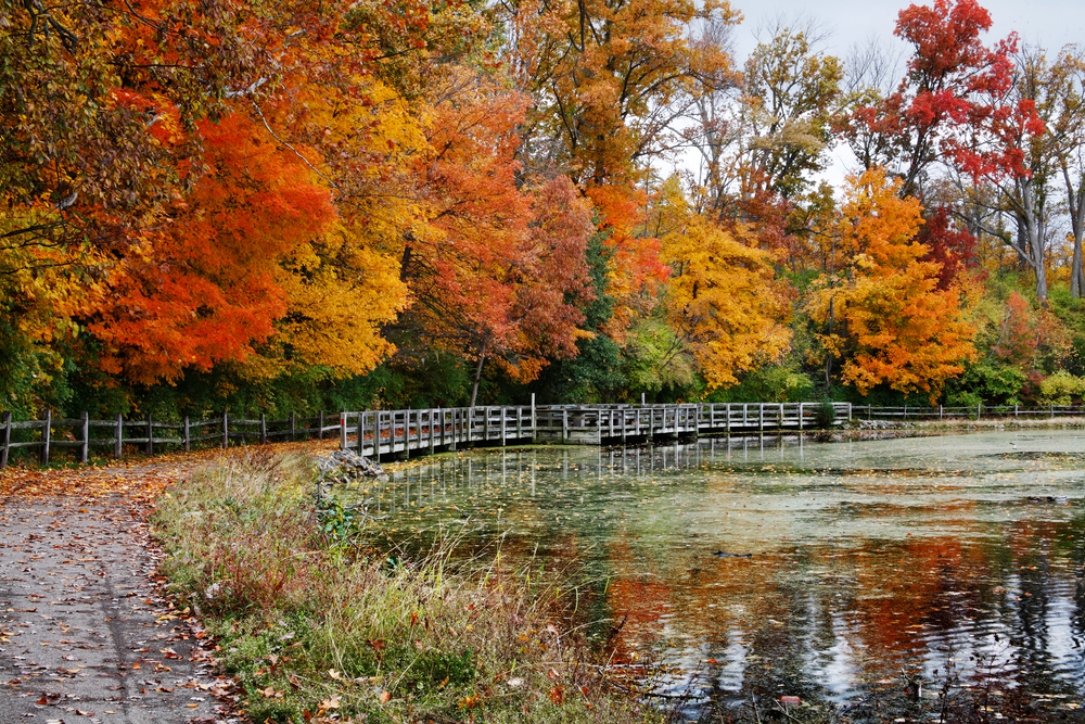 Fall Foliage Ohio 2024 - Myrah Tiphany