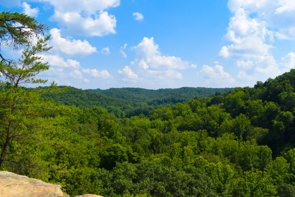 A view of a forest as far as the eye can see. 