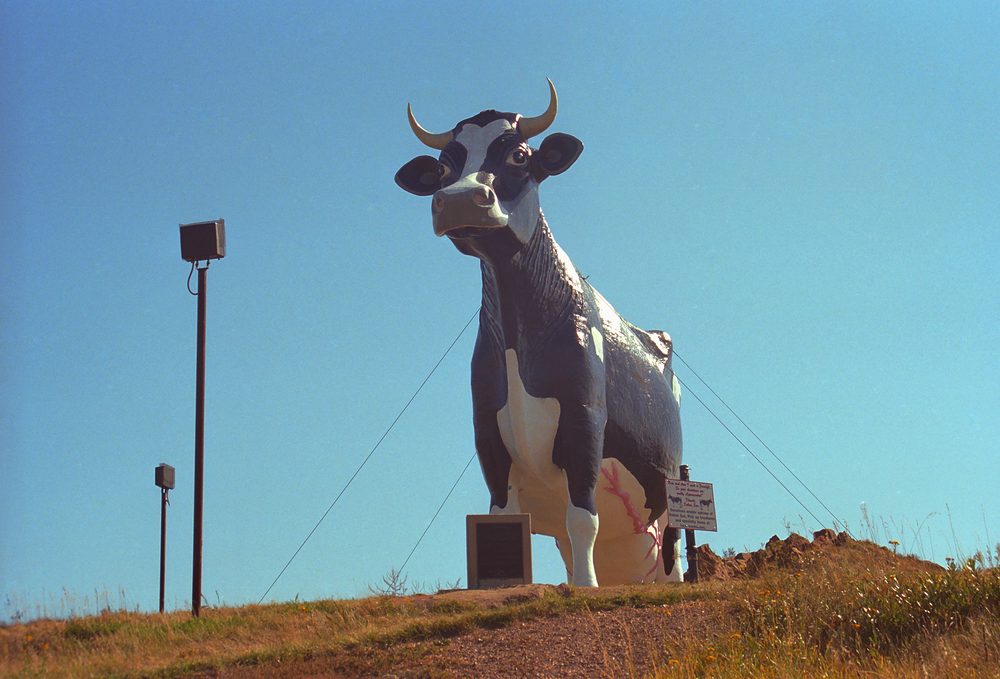 A large cow statue in North Dakota on a sunny day one of the best Midwest Road Trips