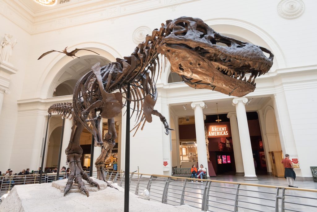 Dinosaur skeletal replica inside large white room with decorative arches.