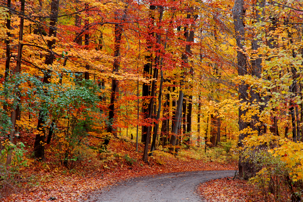 A dirt path that is curved surrounded by trees in the fall. The trees leaves are yellow, orange, red, and a few are still green. There are dried leaves on the ground. Its a great Fall in Michigan view.