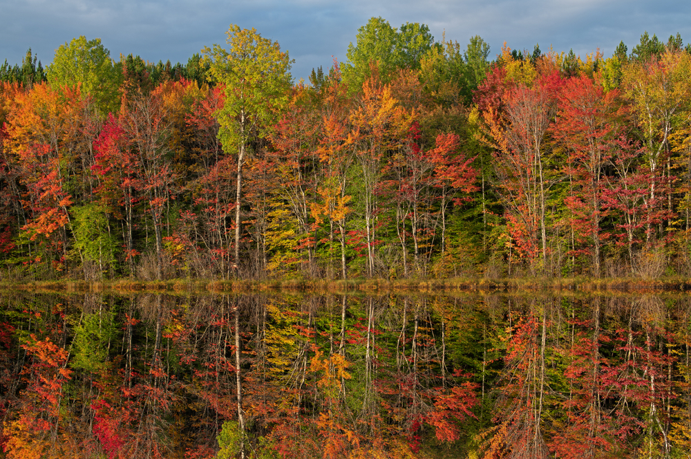 A line of trees on a lakeshore. The trees have red, yellow, orange, and some green leaves. The sky is cloudy but still blue. The trees are perfectly reflected in the lake waters. Its a beautiful view of Fall in Michigan.