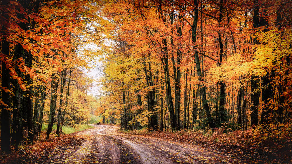 rural road with towering colorful yellow and orange autumnal trees meeting to form a tree tunnel to drive through.