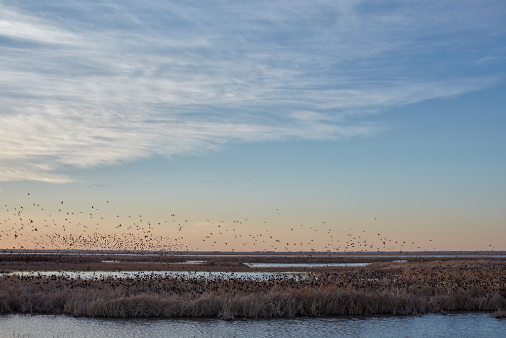 Wetlands with birds flying in the air things to do in Kansas