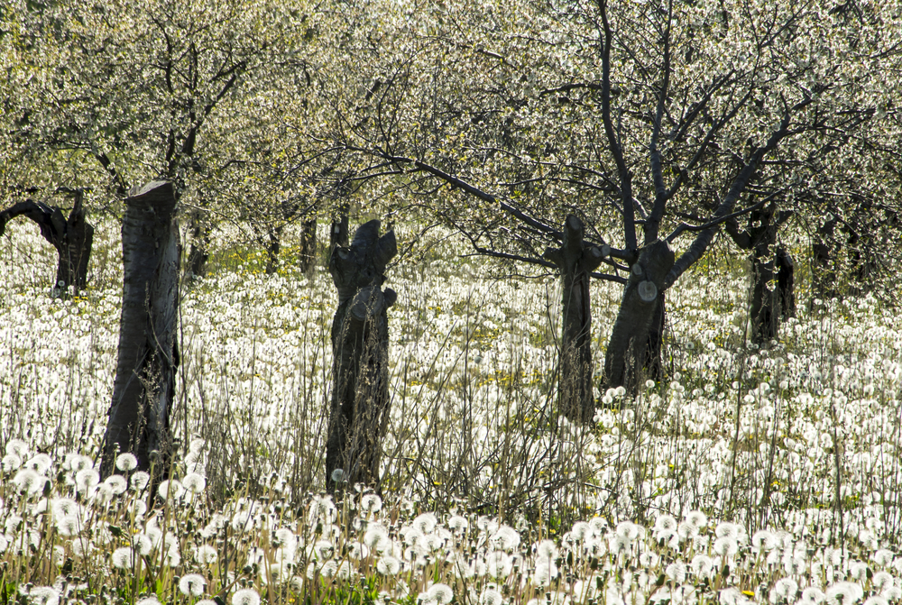 A Cheery Tree Orchard with dandelions on the floor in an article about things to do in Door County