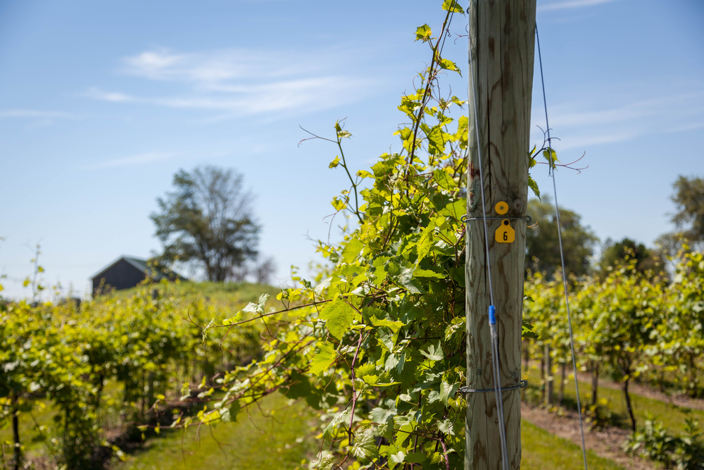 Grapevines in rows with a blue sky