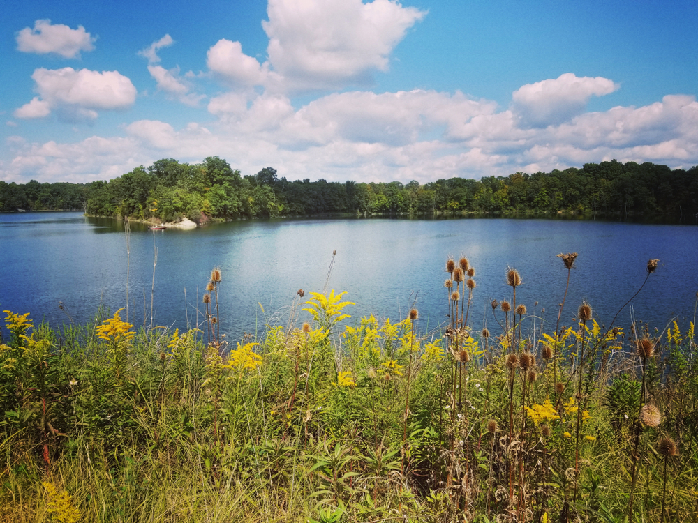 In one of the most loved state parks in Ohio, a blue lake is surrounded by green trees and grassy banks complete with yellow wildflowers.