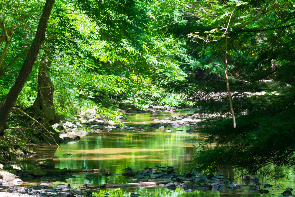 A rocky creek runs through beautiful greenery and lush trees in this state park in Ohio.