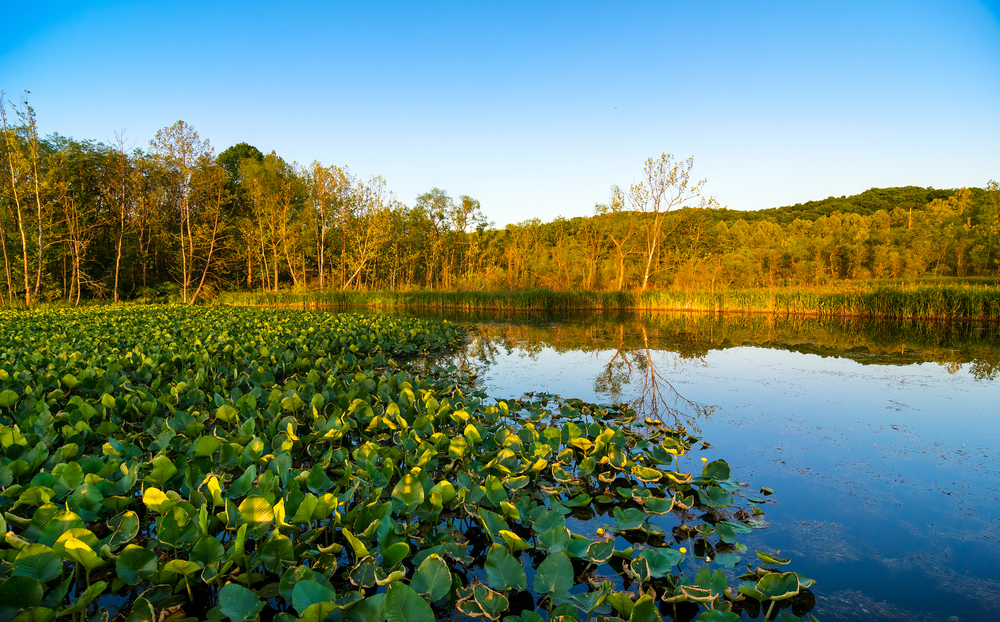 Looking out at a marsh during golden hour. There are lily pads growing on the marsh and it is surrounded by tall grass and trees. 