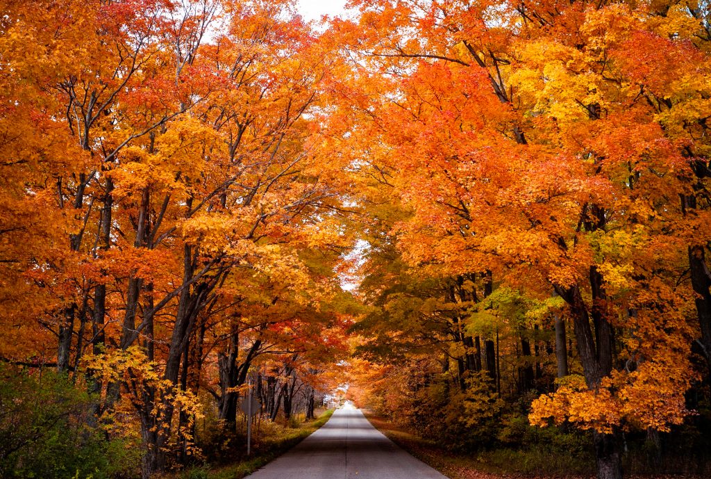Brilliant yellow and orange trees intertwine at their tops forming a colorful tree tunnel. Fall in Wisconsin