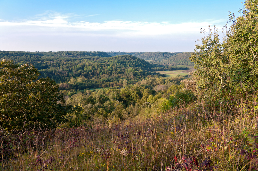 A view of trees from a wild flower meadow