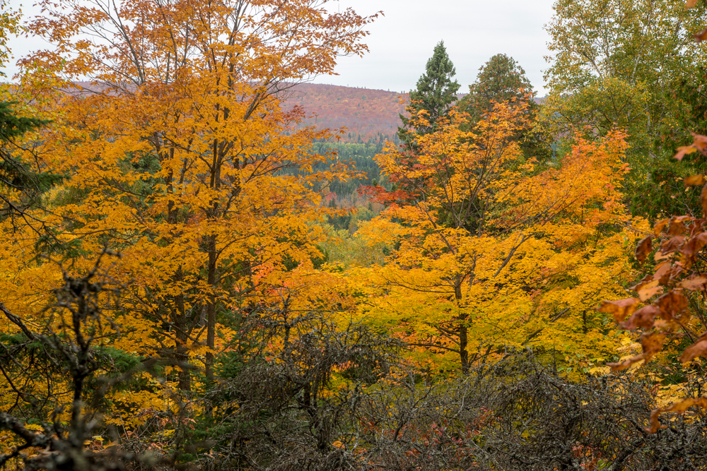 A view of a forest with colored leaves in the fall. The leaves are yellow, orange, and some are green and brown. In the distance you can see a mountain and it is cloudy. 