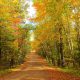 The northwoods in Minnesota. There is a dirt path with dead leaves around it. The trees have yellow, orange, brown, and green leaves. It is a beautiful fall in minnesota view.