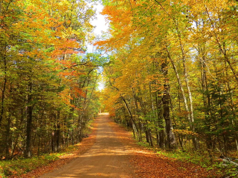 A dirt road surrounded by trees. The trees have green, yellow, and orange leaves. There are dead leaves on the ground on the side of the dirt road. Its a pretty fall in Minnesota view.