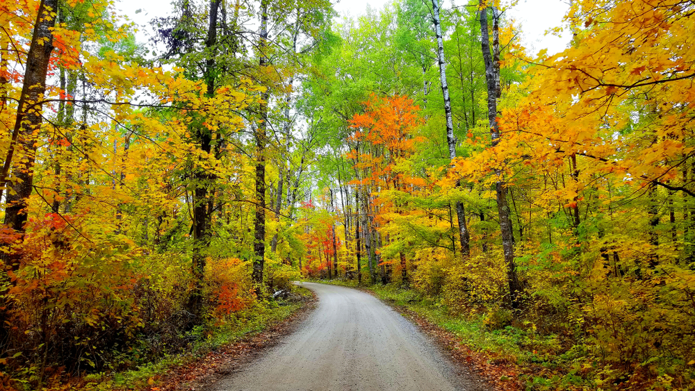 A dirt road surrounded by trees. The trees have green, yellow, and orange leaves. A few of the leaves are red and brown. There are dead leaves on the side of the road and the woods are very dense.