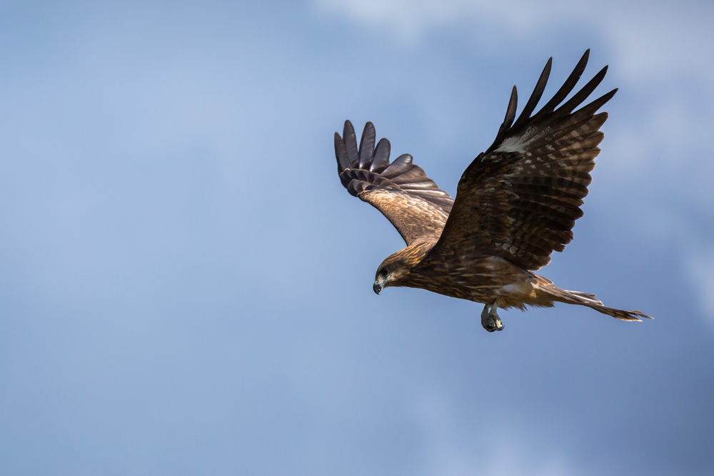 A Hawk flying in a blue sky with wings outstretched