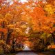 brilliant tree tunnel with orange and red leaves. fall in t he Midwest