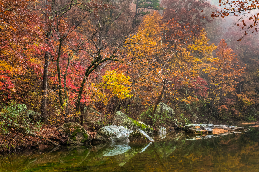 Trees on the bank of a river. The trees have yellow, orange, red, and green leaves. There are rocks covered in moss on the river bank as well as logs. You can see fog in the air.