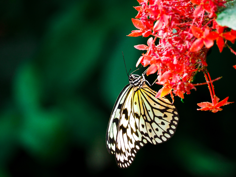 A yellow and black butterfly on a red flower in the Reiman Gardens. This is one of the best things to do in Iowa for outdoor lovers.