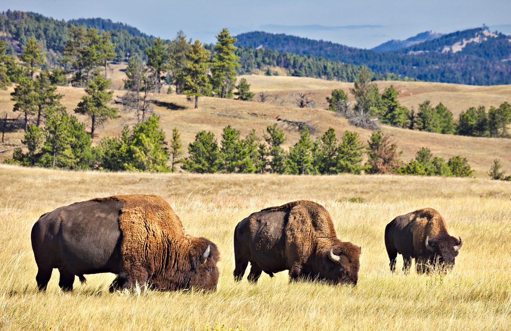 Bison grazing in a prairie in South Dakota.