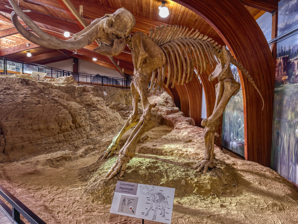 The fossils of a  large mammoth standing erect5 inside museum.