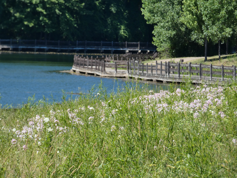 water and a boardwalk with a wild flower medal in the foreground