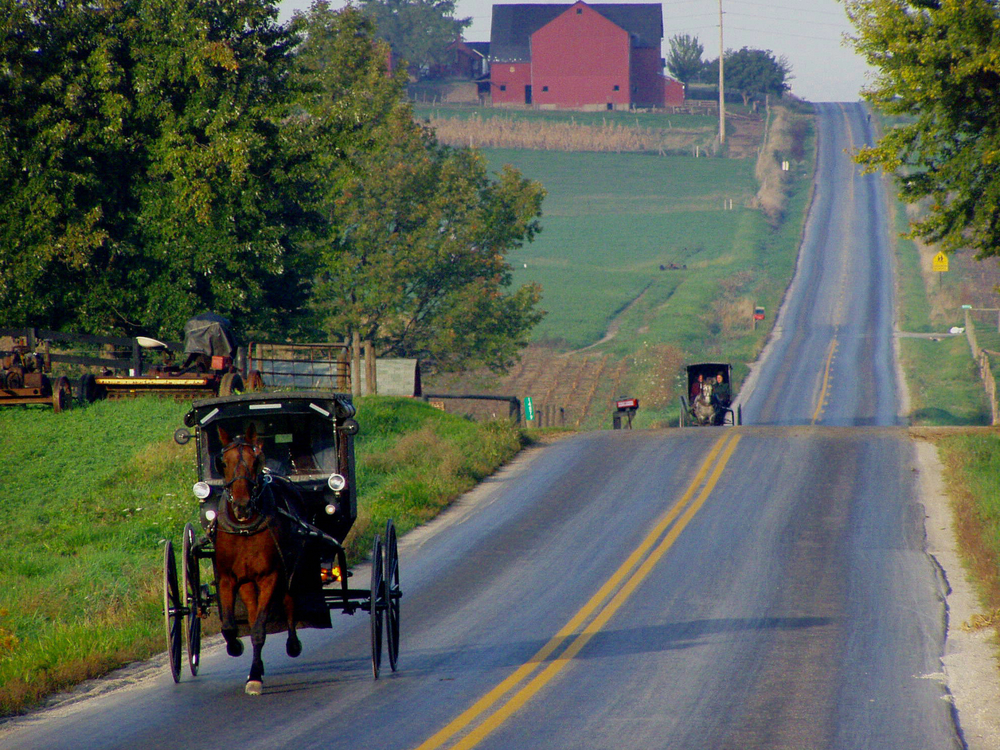 Two horse-and-buggies going down a hilly road. The road is surrounded by farm fields and trees. In the background you can see a large red barn. 