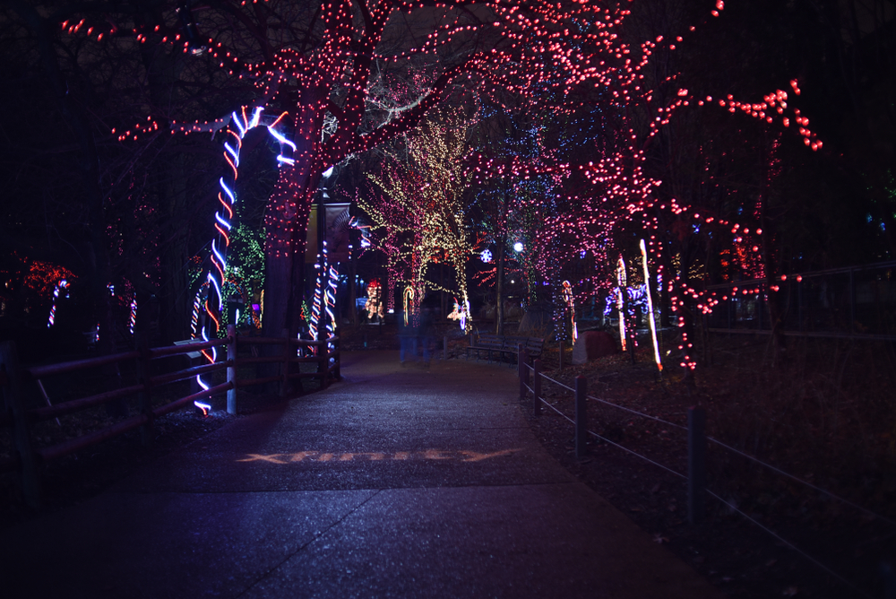 A dark path lit up on both sides by Christmas lights. There are multi colored lights in the trees, candy canes, and other shapes all made of lights. One of the best things to do at Christmas in Chicago.