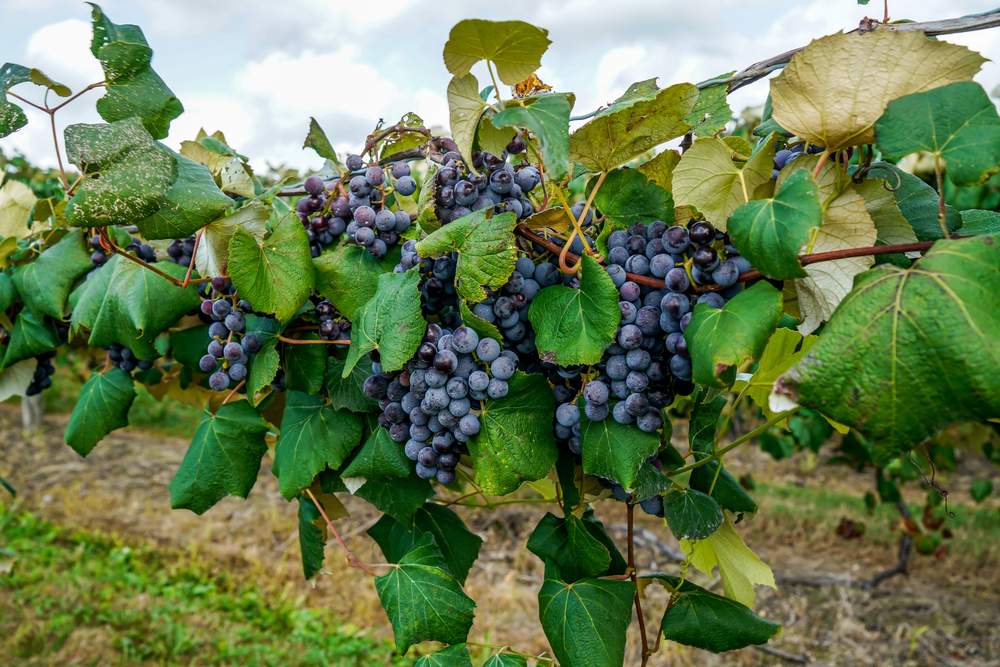 A close up image of purple grapes on a vine in a vineyard. The leaves around the grapes are very green and you can just barely see a cloudy sky and a grassy path below the plant. 